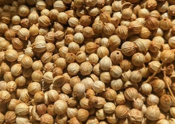 Manfaat Lain dari Air Rebusan Ketumbar bagi Tubuh, Dipercaya Dapat Melawan Infeksi, Cek di Sini