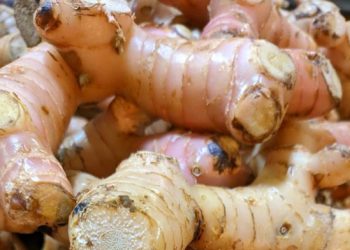 Efek Samping Lengkuas bagi Tubuh, Bisa Sebabkan Reaksi Alergi, Cek di Sini!