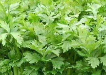 Cek Makanan Sehat Ini! Dapat Membantu Meredakan Perut Kembung, Salah Satunya Seledri