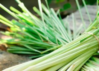 Minuman Sereh Baik untuk Kesehatan, Cek Cara Membuat Rinciannya di Sini