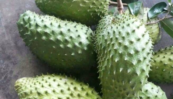 Kulit Makin Terawat, Cek Manfaat Buah Sirsak bagi Kecantikan yang Dapat Diketahui
