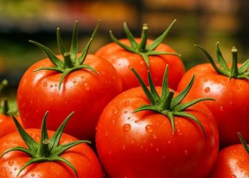 Ini Jenis Buah Tomat yang Perlu Diketahui Sehari-hari, Salah Satunya Tomat Apel