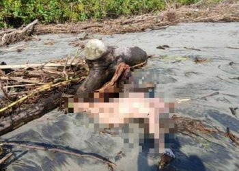 Korban Hanyut di Sungai Air Simpang Ditemukan Meninggal Dunia di Muara Desa Pasar Seluma