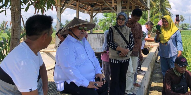 Tinjau Tanaman Padi di Datar Ruangau, Target Panen hingga 9 Ton per Hektare
