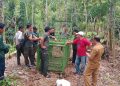 Beruang Madu Ancam Keselamatan Warga, BKSDA Bengkulu Pasang Perangkap