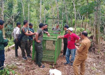 Beruang Madu Ancam Keselamatan Warga, BKSDA Bengkulu Pasang Perangkap