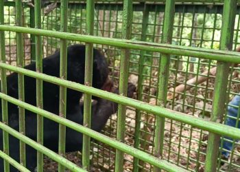 Beruang Madu yang Resahkan Warga Bengkulu Tengah Berhasil Ditangkap, Masuk Perangkap BKSDA