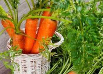 Cek 6 Efek Samping Wortel di Sini, Bisa Mengalami Masalah Perut