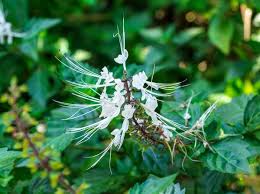 Punya Masalah pada Pernapasan? Coba Atasi dengan Obat Herbal Tanaman Kumis Kucing, Intip Manfaat Lainnya!