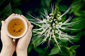 Cukup Dijadikan Teh hingga Air Rebusan, Begini Cara Mudah Olah Tanaman Kumis Kucing Jadi Obat Herbal