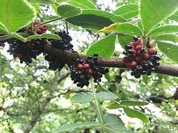 Cocok Jadi Obat Herbal Rumahan, Ketahui Khasiat Daun Andaliman untuk Kesehatan