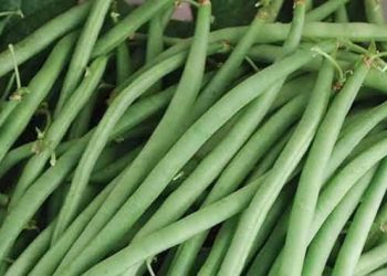 Ini Efek Samping dari Konsumsi Buncis untuk Tubuh, Cek di Sini! Tidak Baik bagi Pencernaan