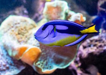 Baik untuk Jaga Kesehatan Kulit, Cek Disini Segudang Manfaat yang Ditawarkan Ikan Dori