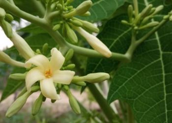 5 Kelompok Orang Ini Pantang untuk Konsumsi Bunga Pepaya, Siapa Saja? Temukan Jawabannya Disini!