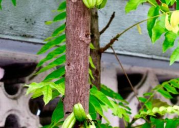 Cek Disini! 6 Manfaat Utama Belimbing Wuluh untuk Kesehatan