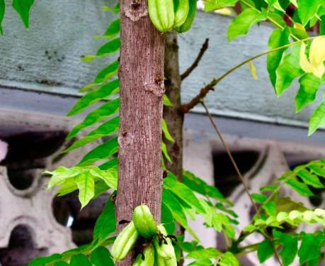 Cek Disini! 6 Manfaat Utama Belimbing Wuluh untuk Kesehatan