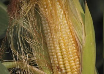 Siapa Sangka, Rambut Jagung Ternyata Miliki 6 Tawaran Manfaat Terbaik untuk Kesehatan, Klaim Disini!