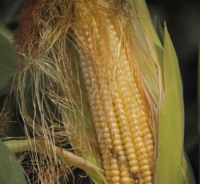 Siapa Sangka, Rambut Jagung Ternyata Miliki 6 Tawaran Manfaat Terbaik untuk Kesehatan, Klaim Disini!