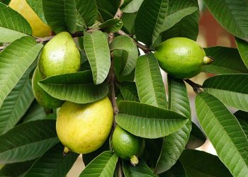 Daun Jambu Biji Kerap Diolah Menjadi Obat Herbal Alami, Klik Disini Cara Mengolahnya!