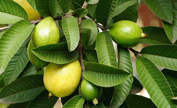 Daun Jambu Biji Kerap Diolah Menjadi Obat Herbal Alami, Klik Disini Cara Mengolahnya!