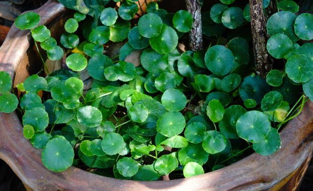 Bisa Jadi Masker Wajah hingga Toner, Cek Disini 6 Manfaat Daun Pegagan untuk Kecantikan