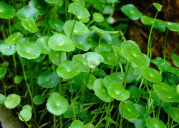 Konsumsi Secukupnya Tanpa Berlebihan, Kenali Beberapa Efek Samping Daun Pegagan untuk Kesehatan Tubuh