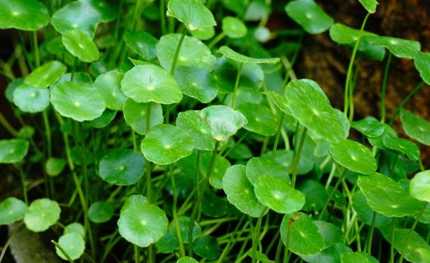 Konsumsi Secukupnya Tanpa Berlebihan, Kenali Beberapa Efek Samping Daun Pegagan untuk Kesehatan Tubuh