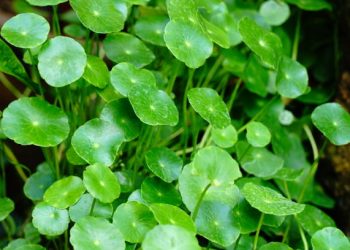 Cakap Tingkatkan Konsentrasi hingga Menjaga Kesehatan Jantung, Inilah Segudang Manfaat Daun Pegagan untuk Kesehatan