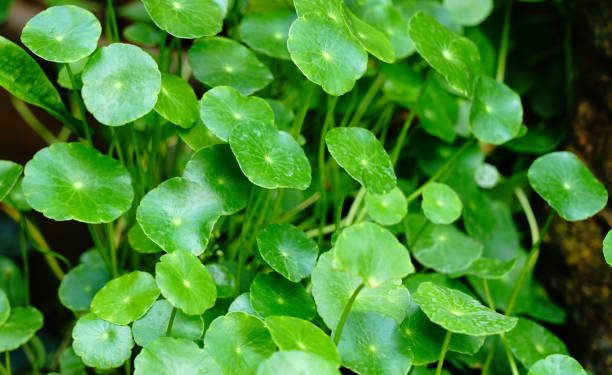 Cakap Tingkatkan Konsentrasi hingga Menjaga Kesehatan Jantung, Inilah Segudang Manfaat Daun Pegagan untuk Kesehatan