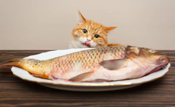 Ketahui, 5 Jenis Makanan Ini Bisa Sebabkan Kesehatan Kucing Menurun, Apa Saja?