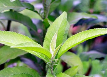 Baik untuk Ibu Hamil dan Janin, Ini Manfaat Istimewa Konsumsi Daun Sembung