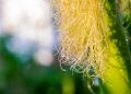 WOW, Rambut Jagung Ternyata Bisa Jadi Obat Herbal Mujarab, Ini Manfaatnya untuk Kesehatan!