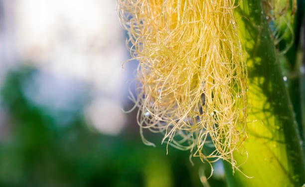 WOW, Rambut Jagung Ternyata Bisa Jadi Obat Herbal Mujarab, Ini Manfaatnya untuk Kesehatan!