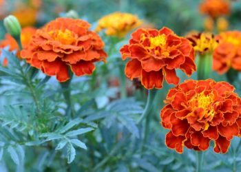 Ternyata Ini 6 Efek Samping Konsumsi Daun Kenikir Secara Berlebihan, Apa Saja?