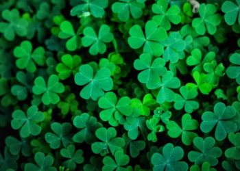 Bukan Hanya Tanaman Liar! Ini Sederet Manfaat Potensial Daun Semanggi untuk Kesehatan Ibu Hamil