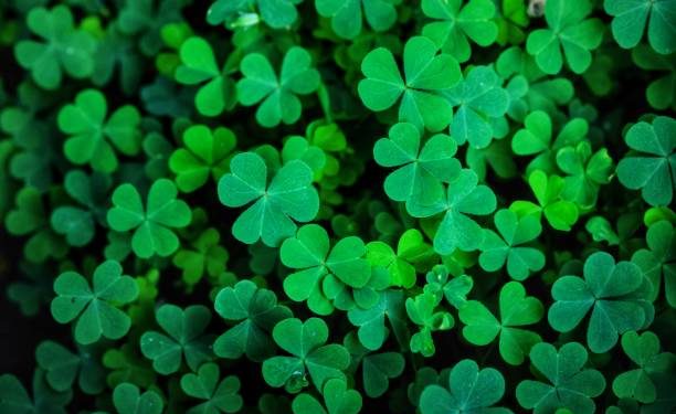 Bukan Hanya Tanaman Liar! Ini Sederet Manfaat Potensial Daun Semanggi untuk Kesehatan Ibu Hamil