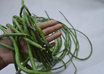 Siapa Sangka, Konsumsi Kacang Panjang Tanpa Berlebihan Bisa Bikin Kesehatan Tubuh Kian Meningkat, Ini Penjelasannya!