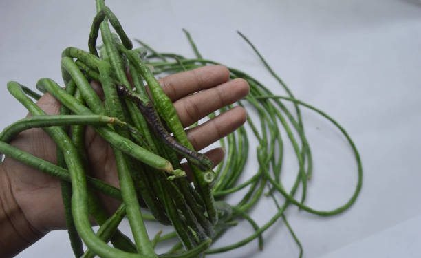 Siapa Sangka, Konsumsi Kacang Panjang Tanpa Berlebihan Bisa Bikin Kesehatan Tubuh Kian Meningkat, Ini Penjelasannya!