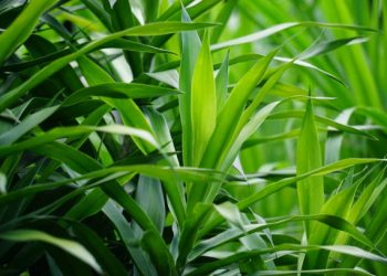 Daun Suji Ternyata Menyimpan Manfaat untuk Kehidupan Sehari-hari Lho, Ini Penjelasannya!