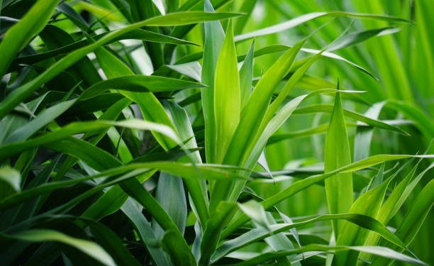 Daun Suji Ternyata Menyimpan Manfaat untuk Kehidupan Sehari-hari Lho, Ini Penjelasannya!