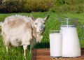 Cek Disini! Rekomendasi Terbaik Pilihan Produk Susu Kambing yang Aman untuk Dikonsumsi