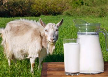 Cek Disini! Rekomendasi Terbaik Pilihan Produk Susu Kambing yang Aman untuk Dikonsumsi