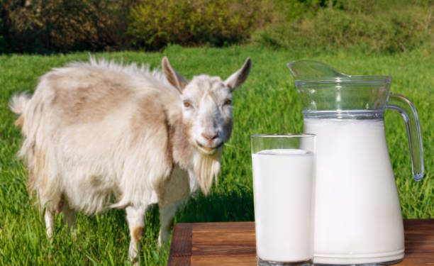 Cek Disini! Rekomendasi Terbaik Pilihan Produk Susu Kambing yang Aman untuk Dikonsumsi