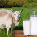 Cek Disini! Rekomendasi Terbaik Pilihan Produk Susu Kambing yang Aman untuk Dikonsumsi