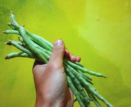 Ada Segudang Tawaran Manfaat Istimewa Kacang Panjang untuk Kesehatan Wanita, Paling Utama Ampuh Redakan Nyeri Haid