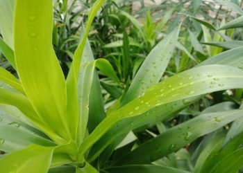 Daun Suji Tawarkan 4 Manfaat Terbaik untuk Kesehatan Tubuh, Cek Disini!