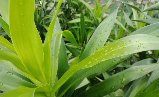 Daun Suji Tawarkan 4 Manfaat Terbaik untuk Kesehatan Tubuh, Cek Disini!