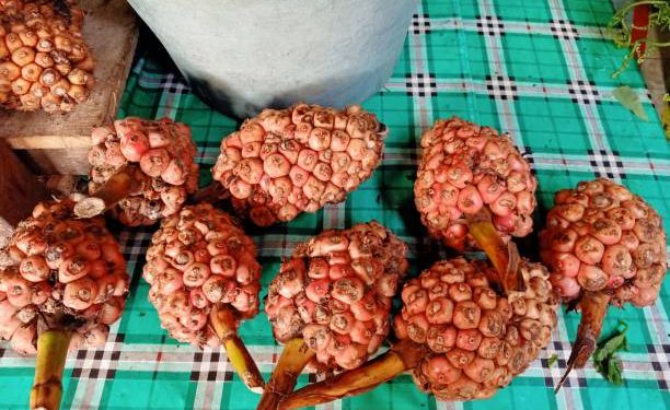 Kulit Cantik Cerah dan Bebas Noda Hanya dengan Gunakan Skincare Alami Buah Mengkudu, Ini Penjelasannya!