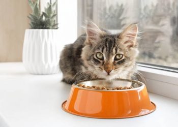 Sering Lihat Kucing Tidak Mau Makan? Ternyata Ini Penyebabnya, Bisa Dilihat dari Perubahan Lingkungan