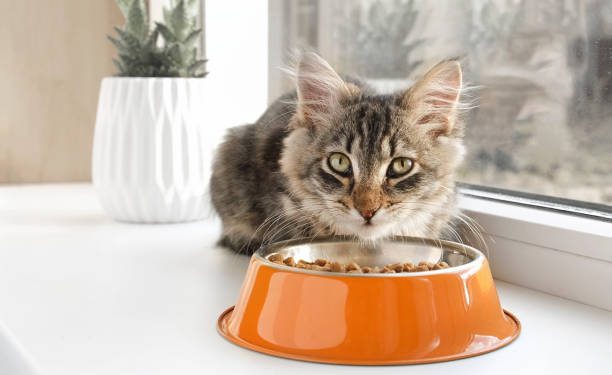 Sering Lihat Kucing Tidak Mau Makan? Ternyata Ini Penyebabnya, Bisa Dilihat dari Perubahan Lingkungan